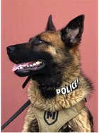 Terrell Police Department adds K9 offi