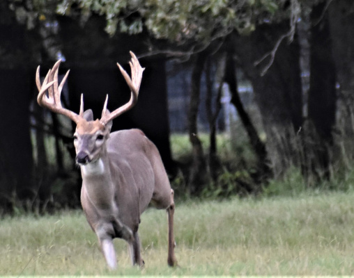 Luke and many deer hunters are getting fired up about the opener of bow season. In this week’s column, Luke tells about a new friend he met and some new hunting opportunities. Photo by Luke Clayton