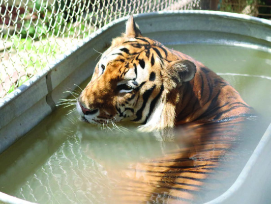 Beat the heat