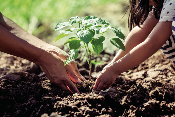Gardening chores for February