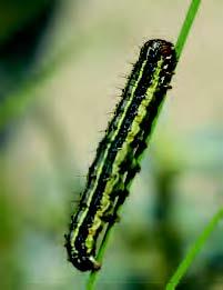 Fall armyworms on the march across Texas