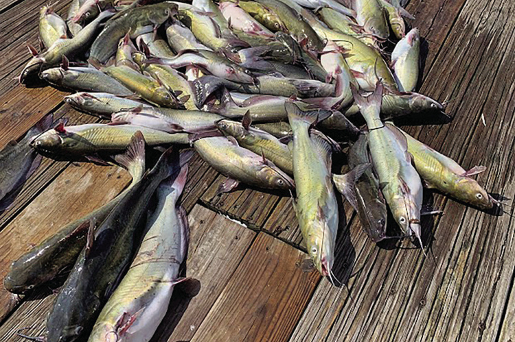 Luke has been taking a cue from the fish and animals and venturing forth early and late. It’s hot but there’s still plenty to do during the summer doldrums. Here are some tasty channel catfish Luke and his friends caught during the cooler hours just after sunup. Photo by Luke Clayton