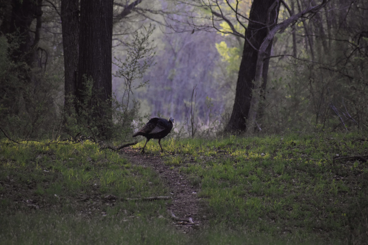 Luke has left a strip of trees and brush along the perimeter of his property that provides both food and cover for birds and wildlife such as this hen turkey. Photo by Luke Clayton